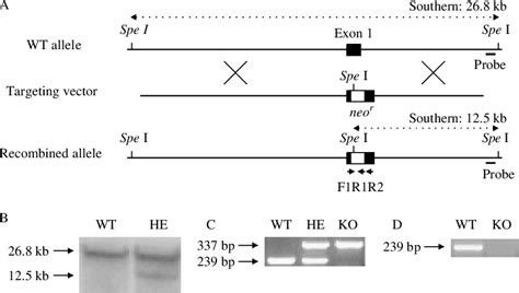 bmyc12|Loss of Bmyc results in increased apoptosis associated with .